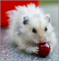 weisser hamster