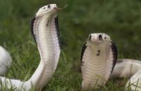 Zwei Pythonschlangen im Gras