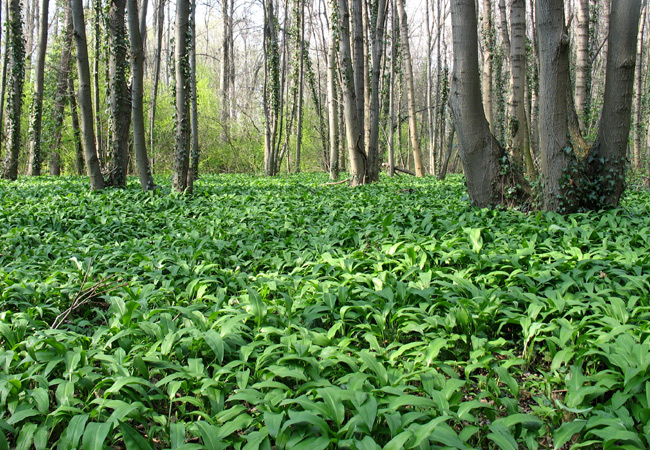 Niedrige Waldpflanzen in einem Wald