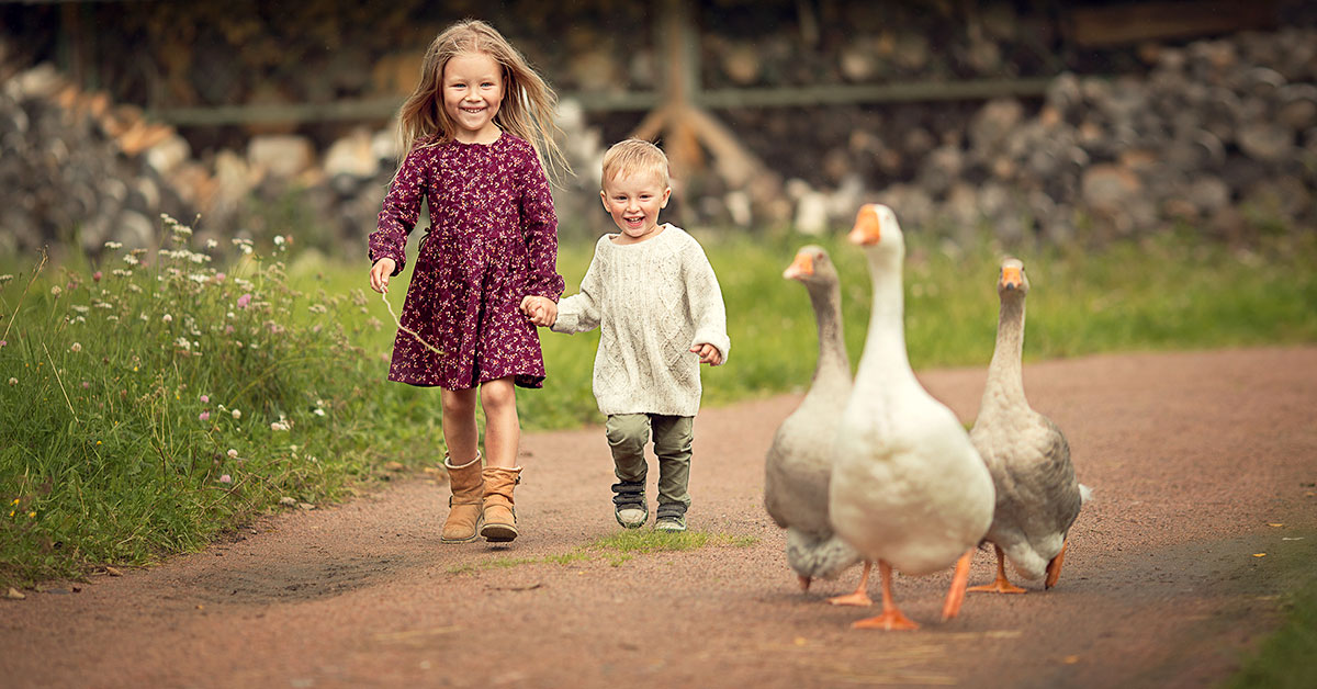 Junge und Mädchen laufen am Bauernhof 3 Gänsen hinterher